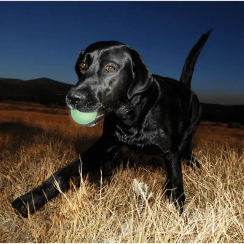 Chuckit! Fetch Medley Balls Dog Toy Gen1 3-pack - DOGUE