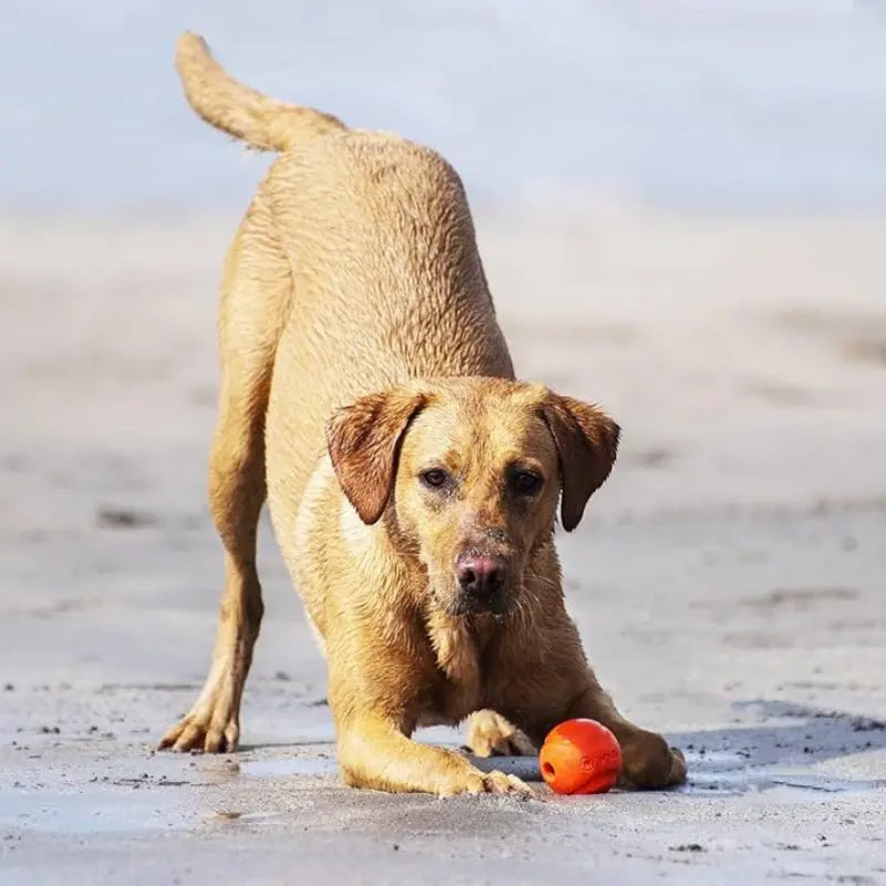 Chuckit! Fetch Medley Balls Dog Toy Gen1 3-pack - DOGUE