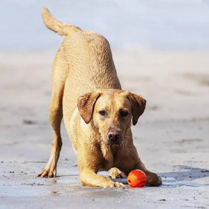 Chuckit! Fetch Medley Balls Dog Toy Gen1 3-pack - DOGUE