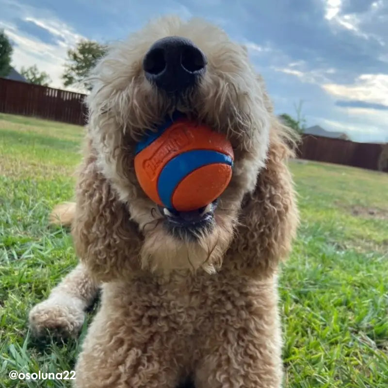 Chuckit! Fetch & Fold Launcher Dog Toy - DOGUE
