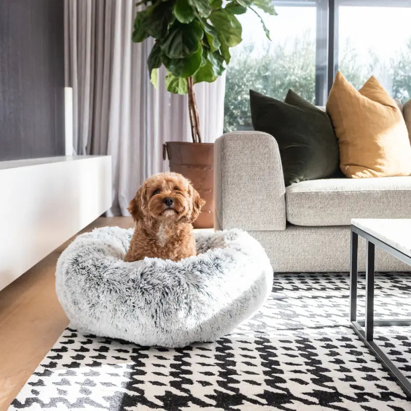 Curl Up Cloud Calming Dog Bed Lifestyle 