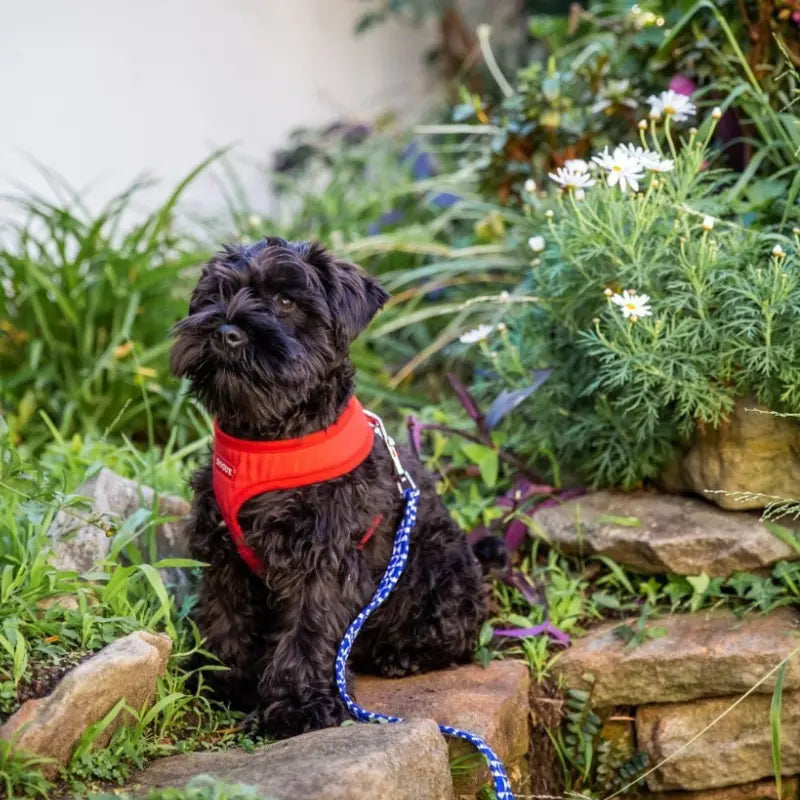 DOGUE Bold Dog Harness - DOGUE