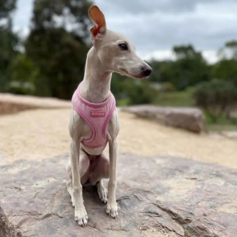 DOGUE Bold Dog Harness - DOGUE