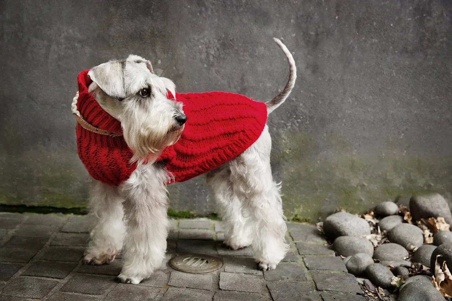 DOGUE Cable Knit Dog Jumper Apparel DOGUE 