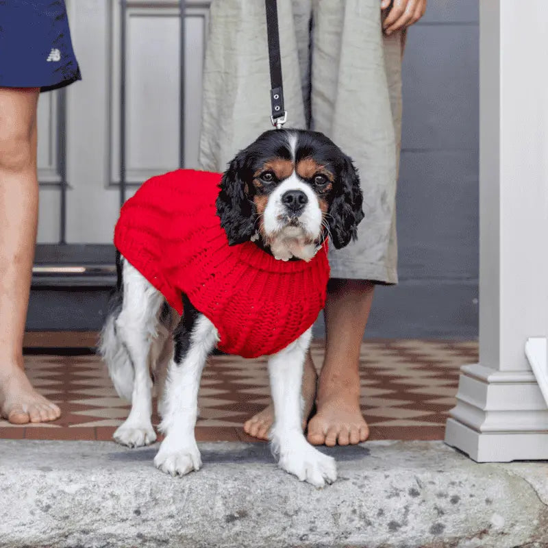 DOGUE Cable Knit Dog Jumper | Buy Online at DOGUE Australia