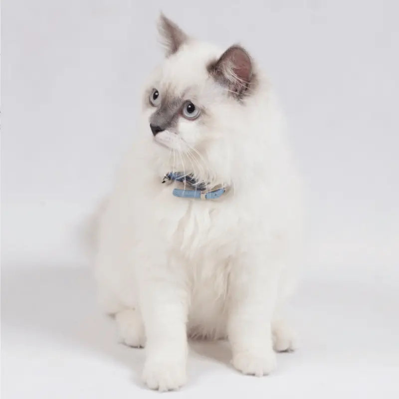 DOGUE  Classic Leather Cat Collar | Buy Online at DOGUE Australia