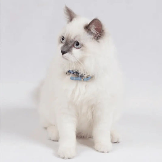 DOGUE  Classic Leather Cat Collar | Buy Online at DOGUE Australia