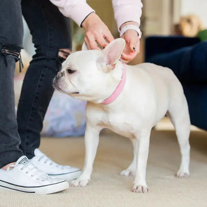 DOGUE Plain Jane Leather Dog Collar - DOGUE