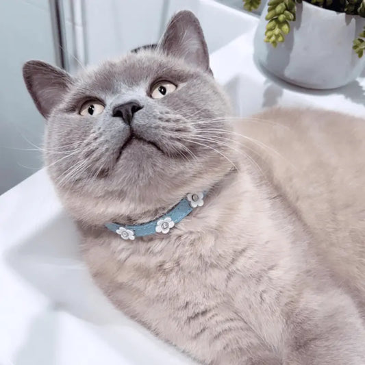DOGUE Coco Flower Cat Collar | Buy Online at DOGUE Australia