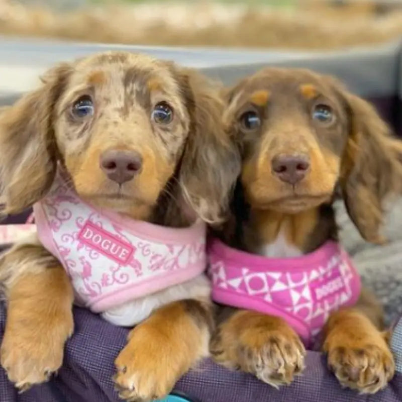 DOGUE Damask Dog Harness - DOGUE