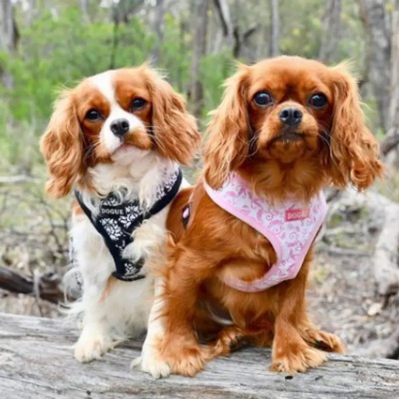 DOGUE Fleur Dog Harness - DOGUE