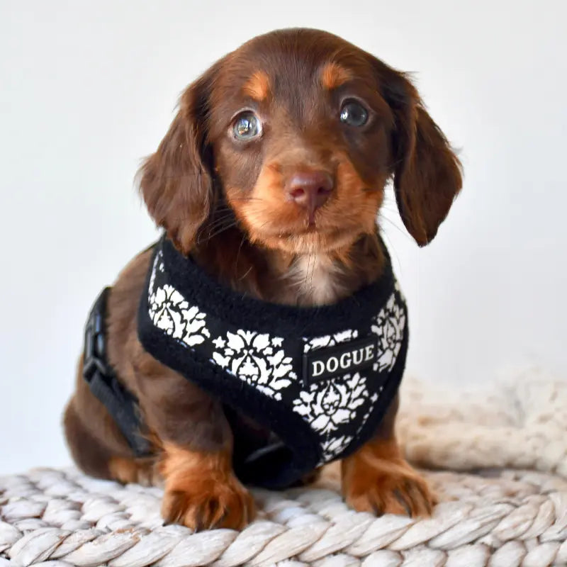 DOGUE Fleur Dog Harness - DOGUE