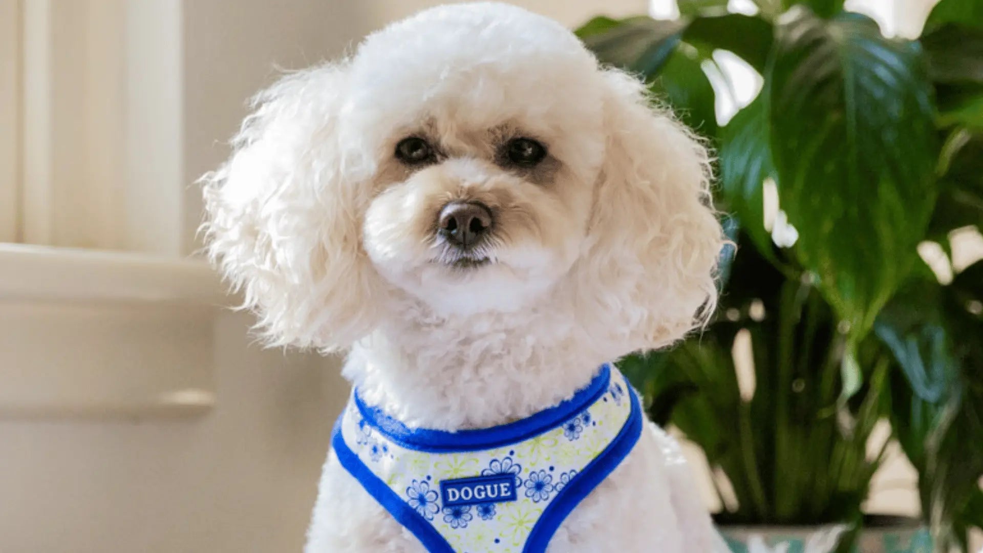 DOGUE Floral Dog Harness - DOGUE