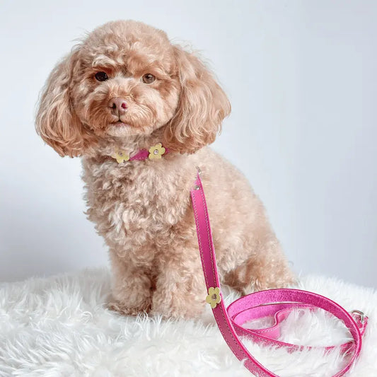 DOGUE Flower Pop Dog Lead - DOGUE