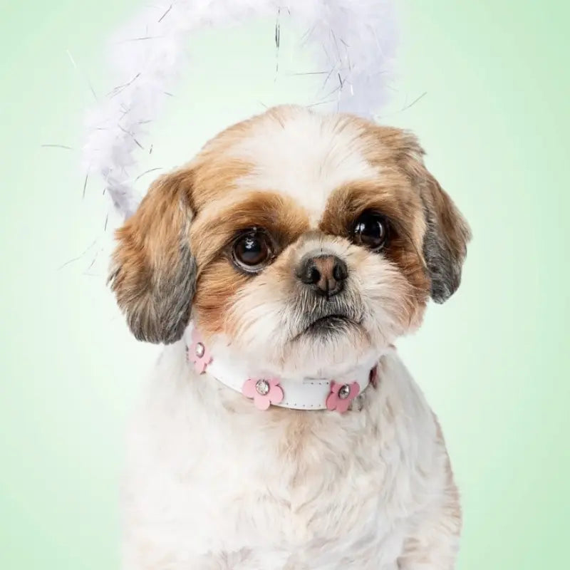 DOGUE Foxy Dog Collar | Buy Online at DOGUE Australia