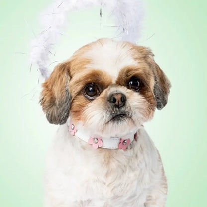 DOGUE Foxy Dog Collar | Buy Online at DOGUE Australia