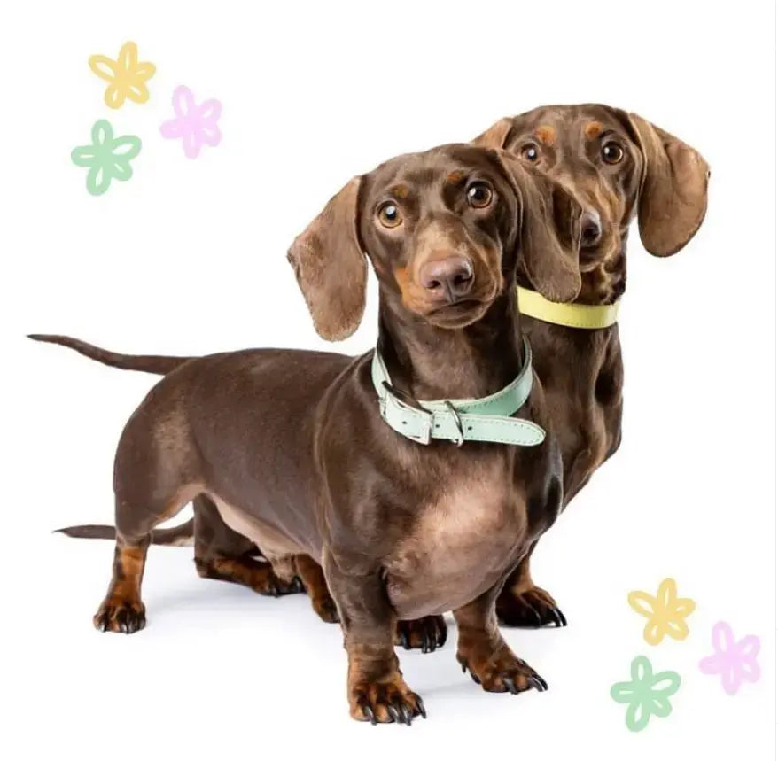 DOGUE Gelato Dog Collar - DOGUE