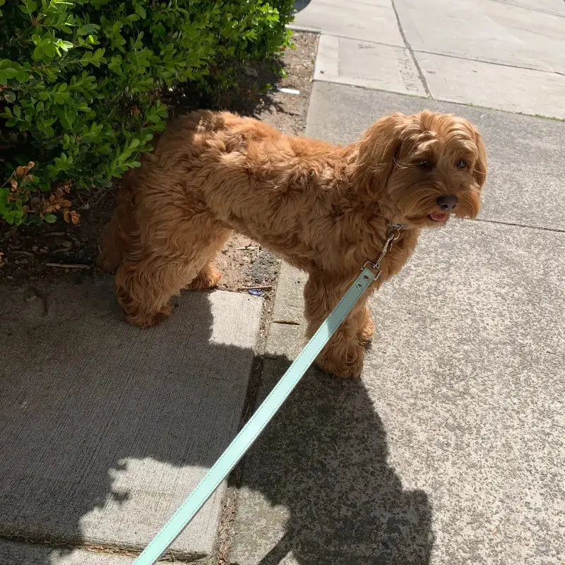 DOGUE Gelato Dog Lead - DOGUE