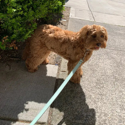 DOGUE Gelato Dog Lead - DOGUE
