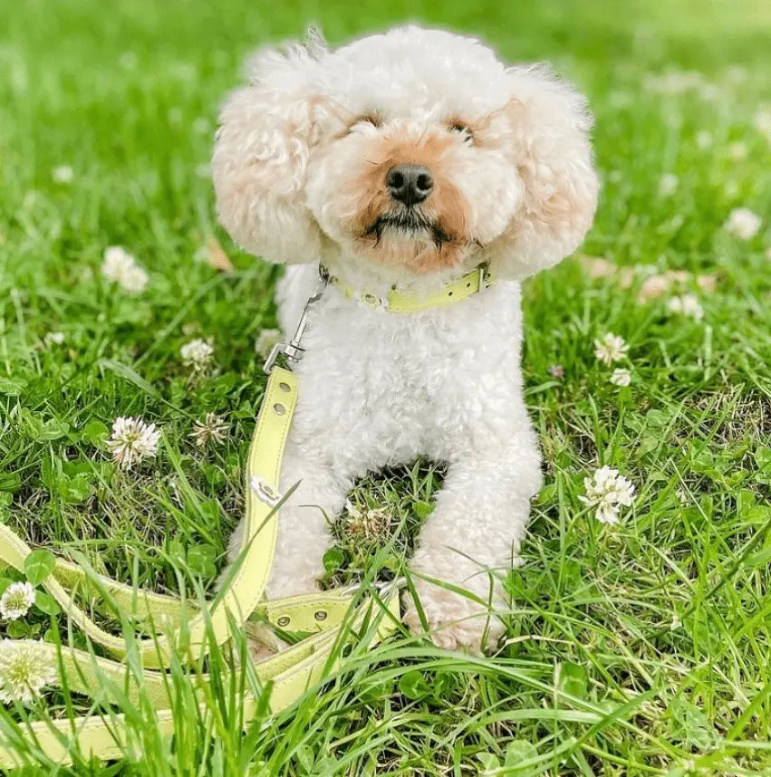 DOGUE Gelato Flower Dog Collar - DOGUE