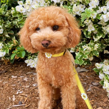 DOGUE Gelato Flower Dog Collar - DOGUE