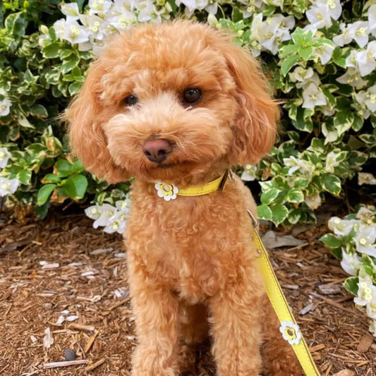 DOGUE Gelato Flower Dog Collar - DOGUE