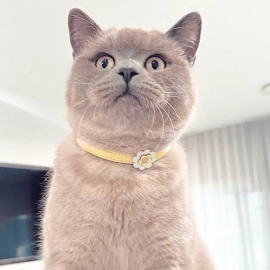 DOGUE Gelato Flower Leather Cat Collar | Buy Online at DOGUE Australia