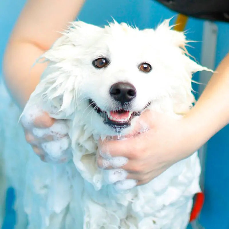 DOGUE Gentle Coconut Dog Shampoo (Copy) | Buy Online at DOGUE Australia