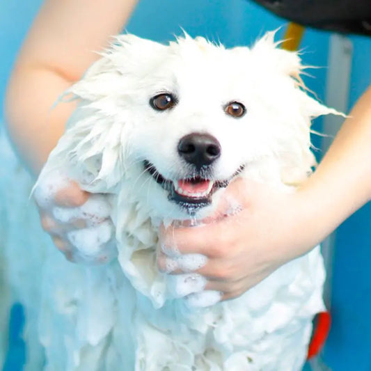 DOGUE Gentle Coconut Dog Shampoo (Copy) | Buy Online at DOGUE Australia