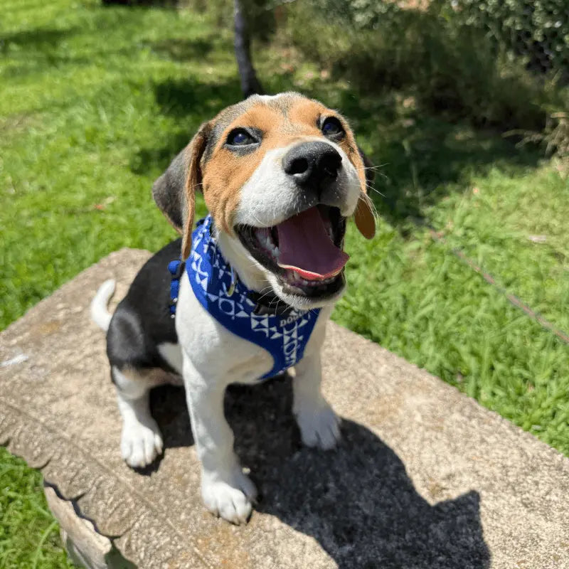 DOGUE Geometric Dog Harness - DOGUE