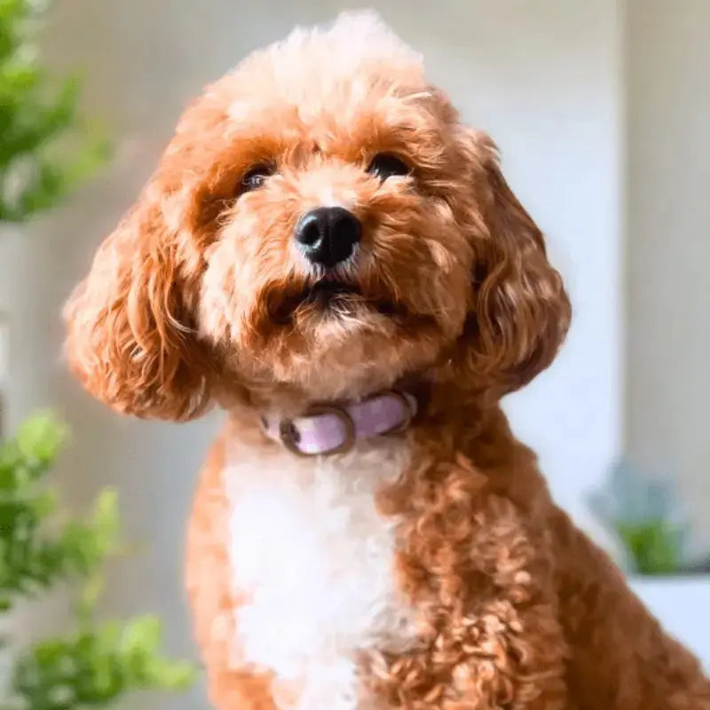 DOGUE Gingham Dog Collar - DOGUE
