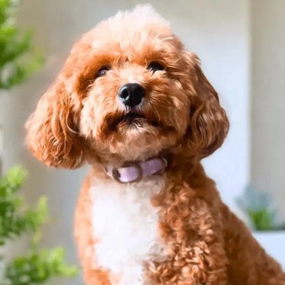 DOGUE Gingham Dog Collar - DOGUE
