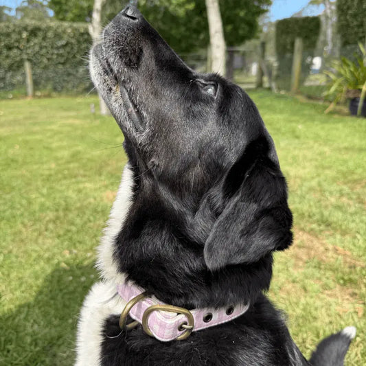 DOGUE Gingham Dog Collar - DOGUE