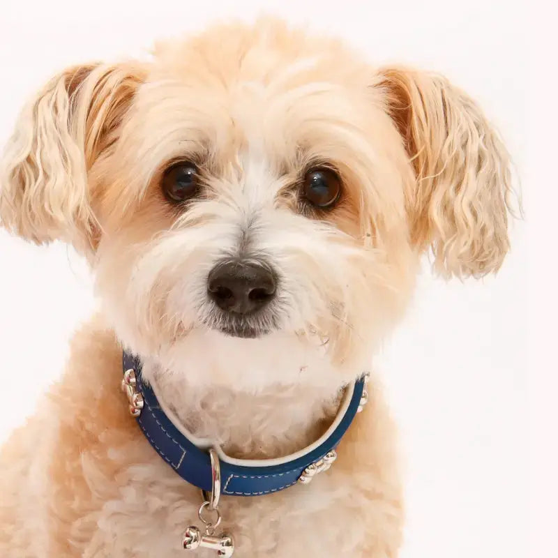 DOGUE Leather Bones Dog Collar - DOGUE