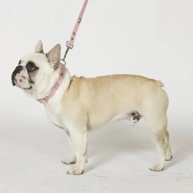 Collar clearance bone dog