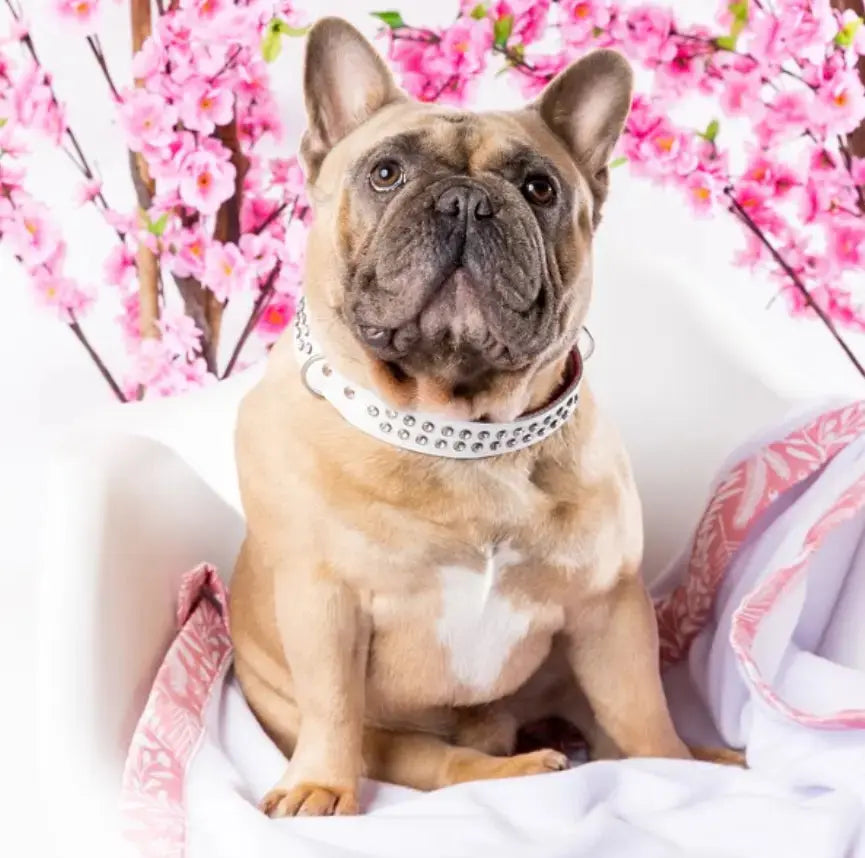 DOGUE Leather Too Glamorous Dog Collar - DOGUE