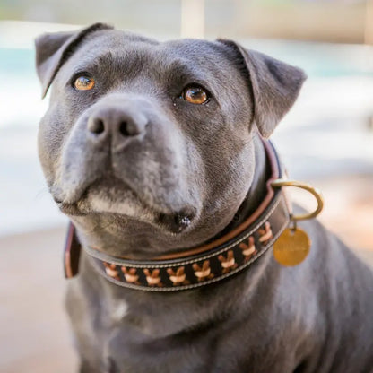 Staffy hot sale chain collar