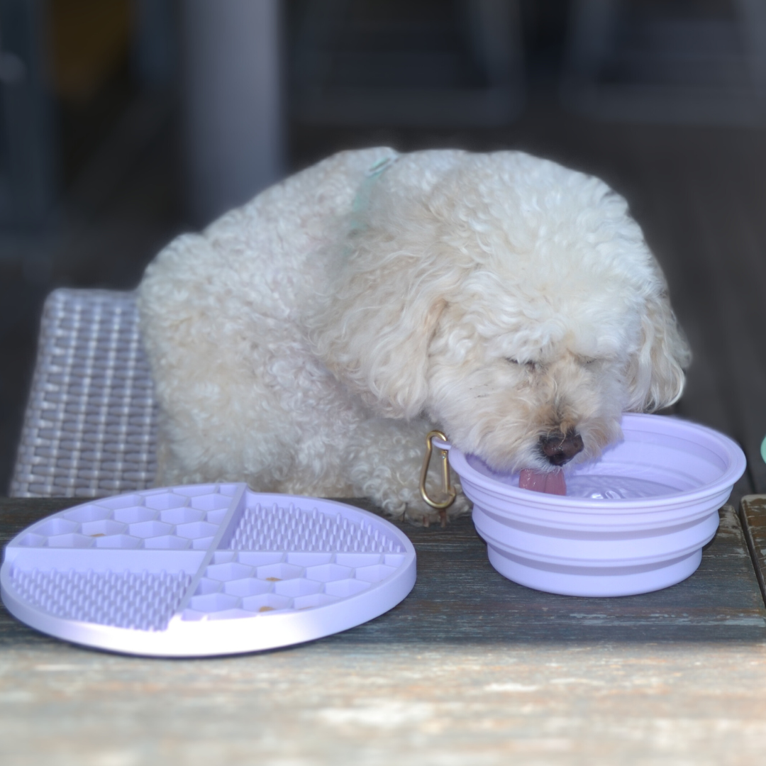 DOGUE Pop Up Dog Bowls Lifestyle 