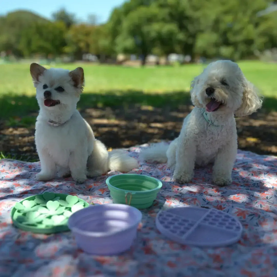 DOGUE Slow Feeder Dog Puzzle - DOGUE