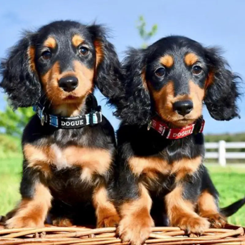 DOGUE Stripe Dog Collar - DOGUE