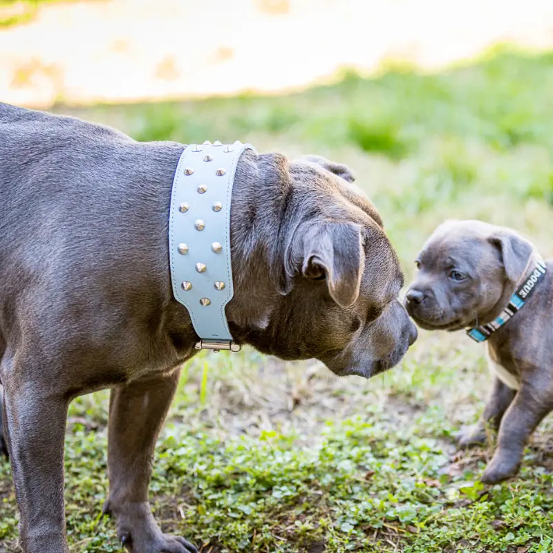 DOGUE Stripe Dog Collar - DOGUE