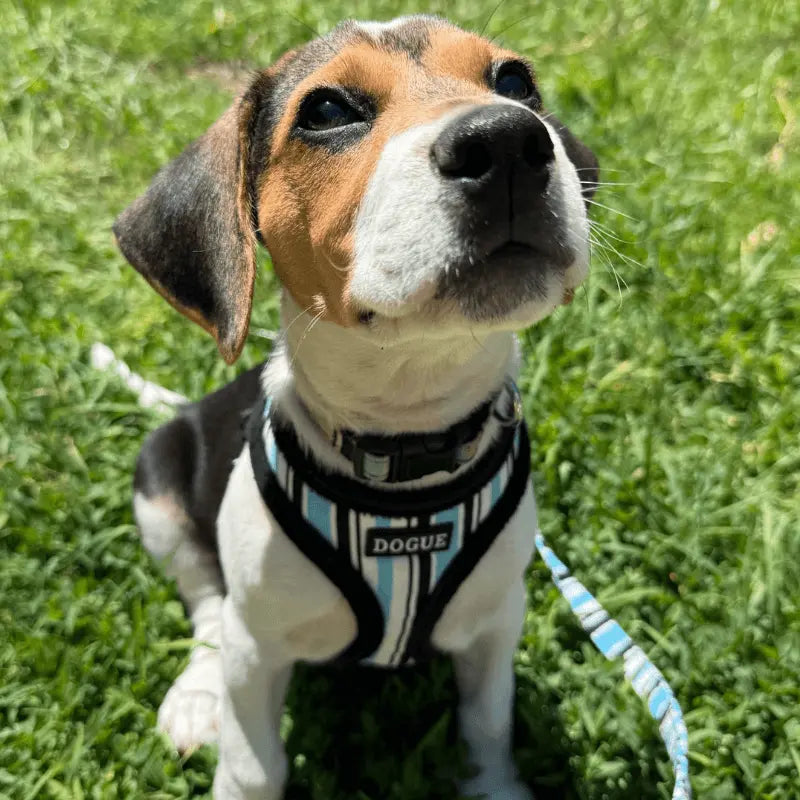 DOGUE Stripe Dog Harness - DOGUE
