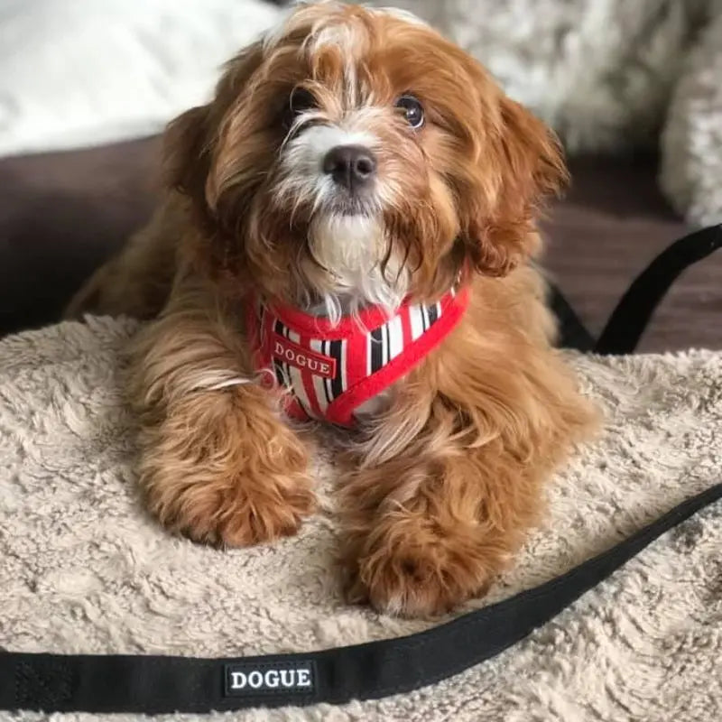 DOGUE Stripe Dog Harness - DOGUE