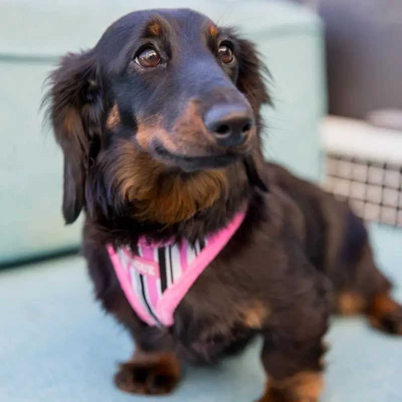 DOGUE Stripe Dog Harness - DOGUE