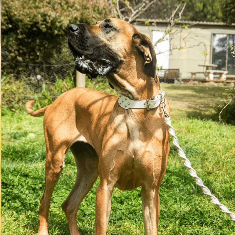 DOGUE Stud Muffin Leather Dog Collar - DOGUE