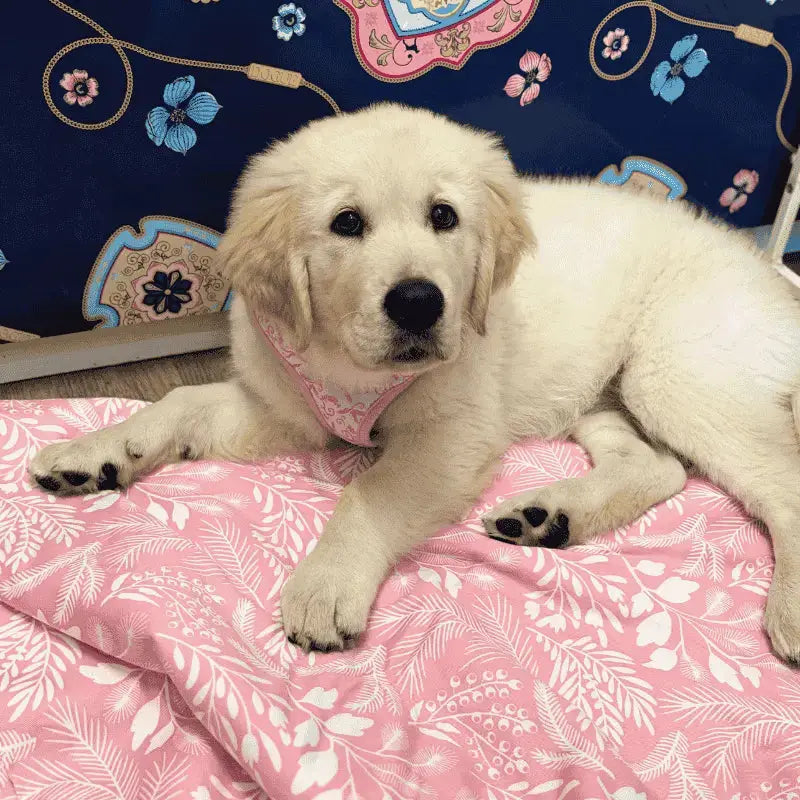 DOGUE Wildflower Pink Dog Blanket | Buy Online at DOGUE Australia