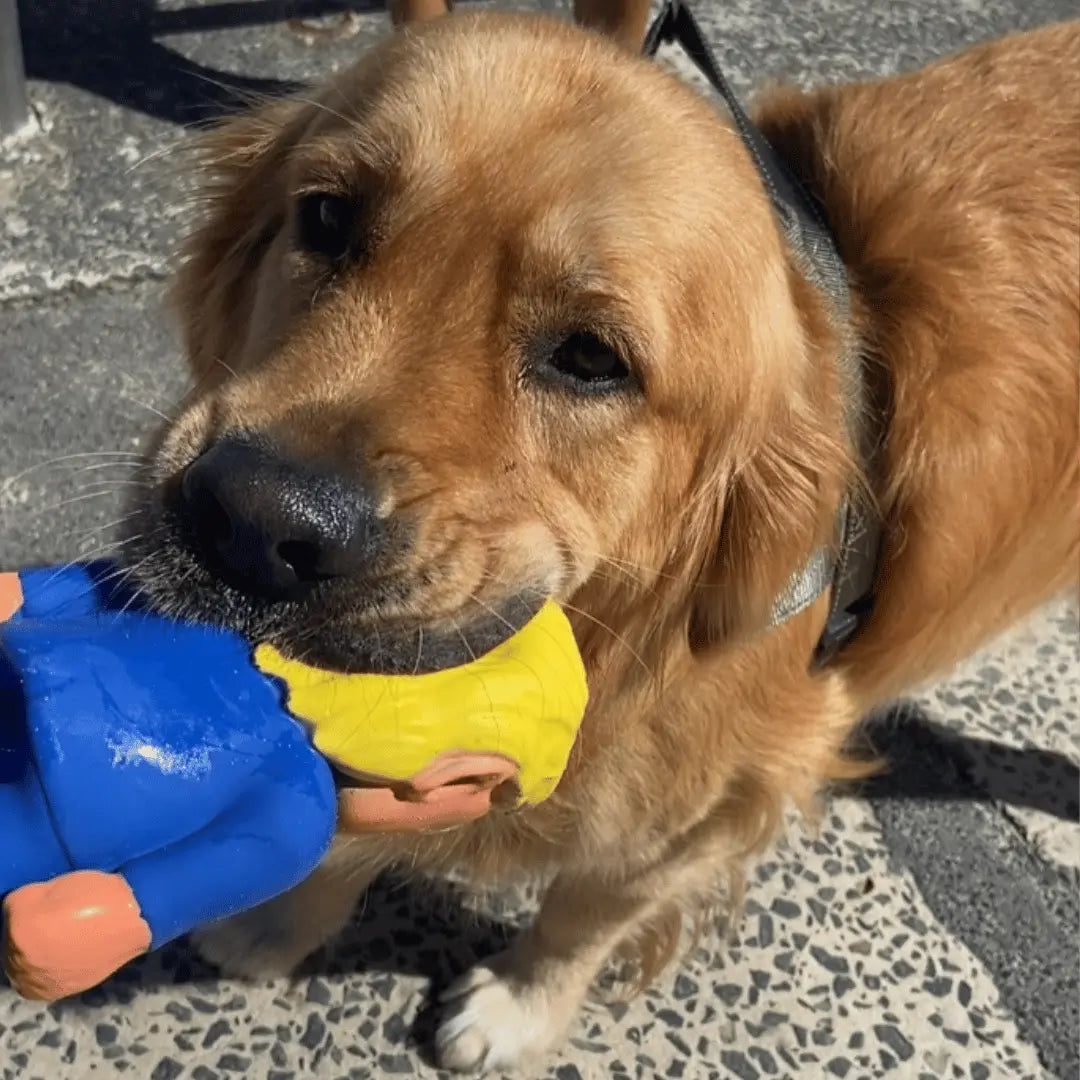 Donald Trump Dog Toy | Buy Online at DOGUE Australia