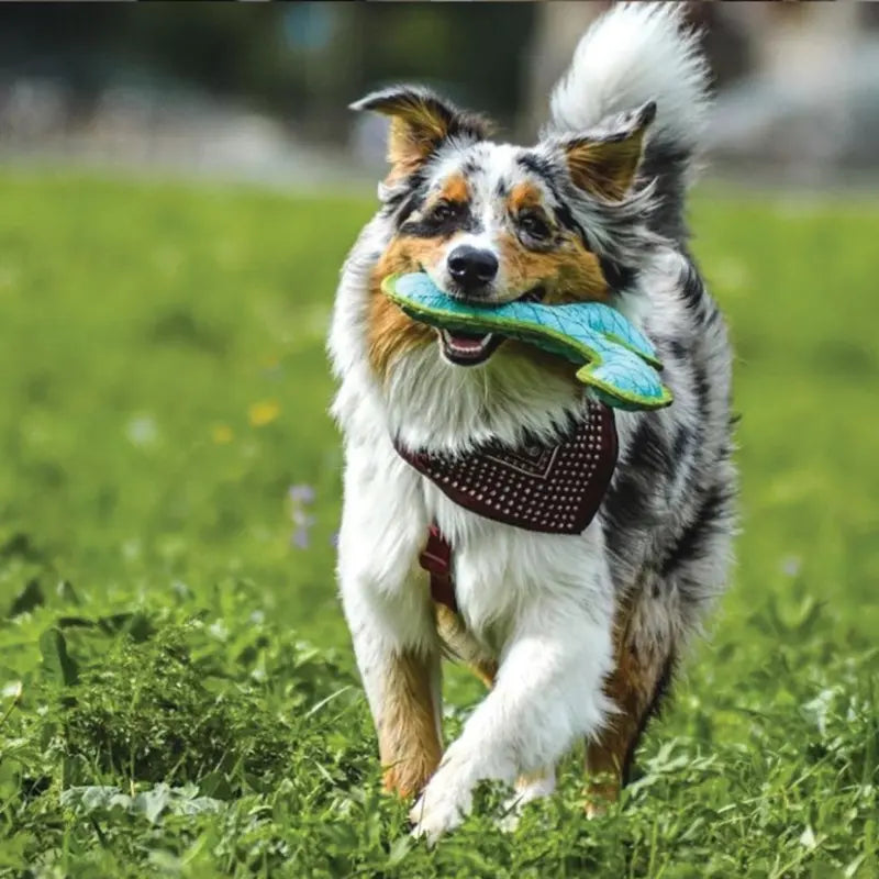 DuraForce Boomerang Tiger Dog Toy Blue/Green - DOGUE