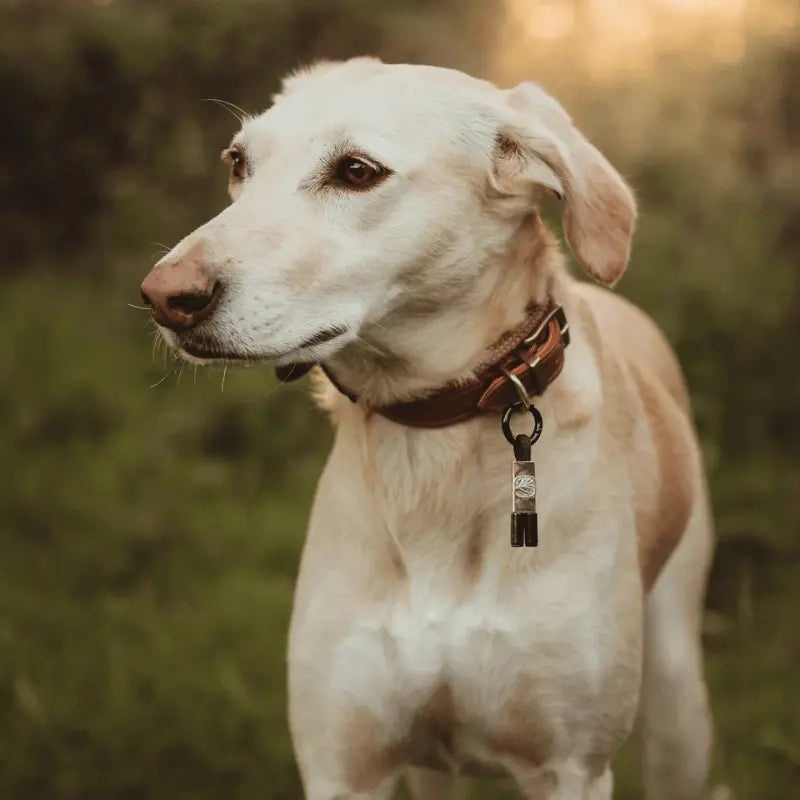 EarthBand for Pets Calming Petband Black | Buy Online at DOGUE Australia