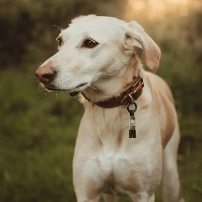 EarthBand for Pets Calming Petband Black | Buy Online at DOGUE Australia